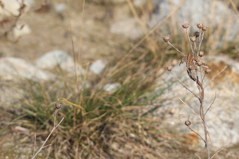 Agguato? (Podarcis muralis)